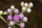 Coastal plain chaffhead